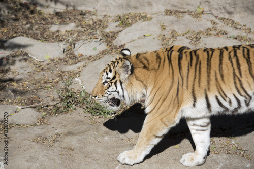 Fototapeta Naklejka Na Ścianę i Meble -  Bengal Tiger