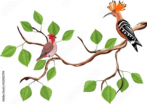 Hoopoe and waxwing bird sitting on tree branch