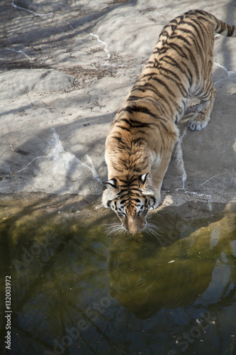 Fototapeta Naklejka Na Ścianę i Meble -  Bengal Tiger