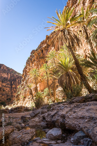 Palm trees at Valley at Amtoudi Id Aïsa, Morocco