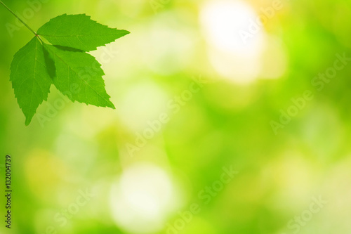 Green leaf. Selective focus. © shahteer