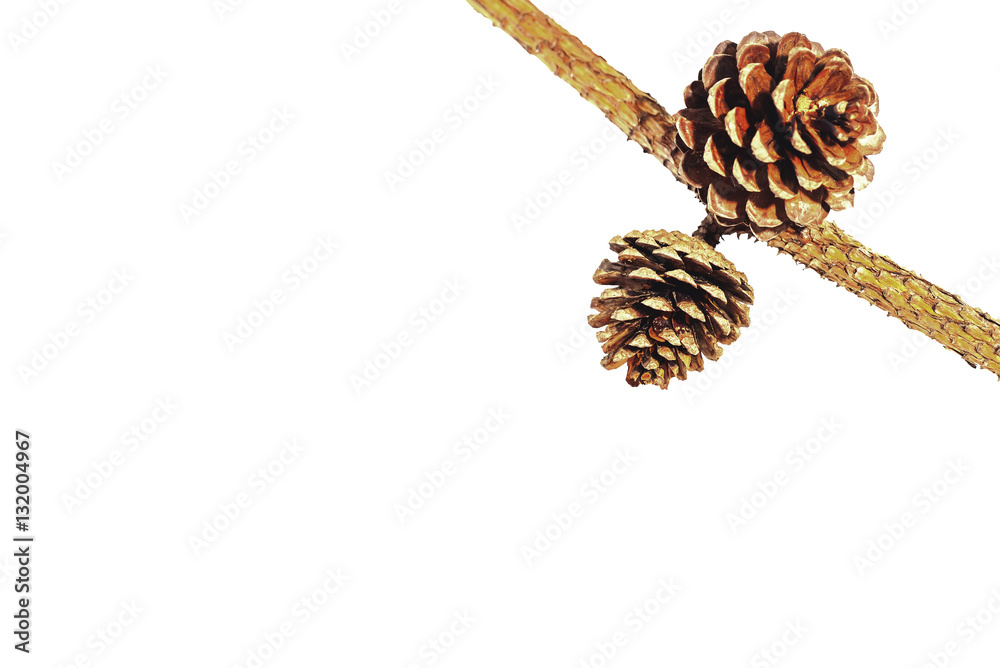 pine nut pine nut