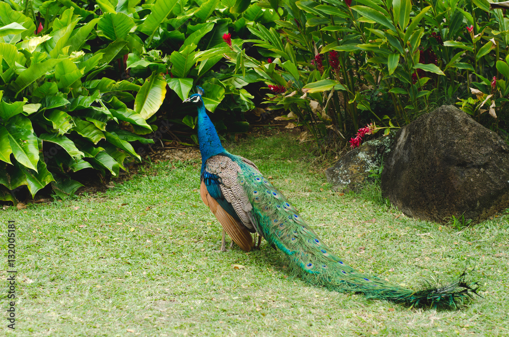 Naklejka premium peacock