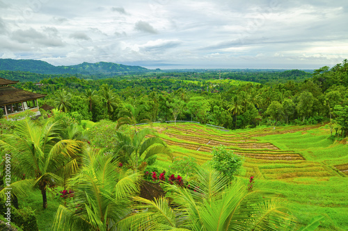 Rice terraces on Bali. Indonesia. photo