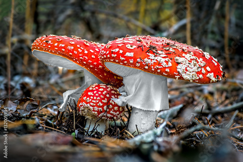 Three mushroom in the autumn forest photo