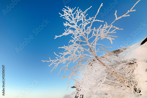 Dwarf birch growing on the mountainside. photo