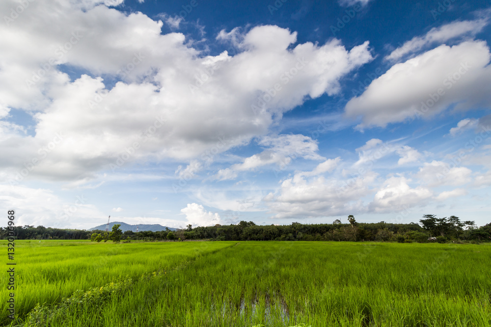 Fototapeta premium Rice field in Thailand