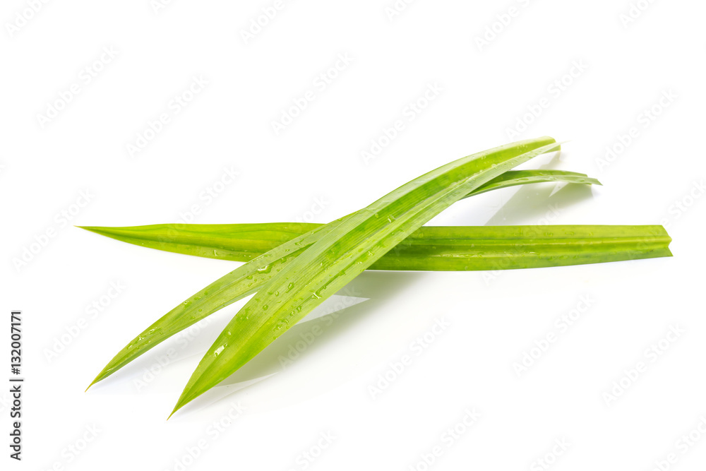 Fresh green pandanus leaf. Studio shot isolated on white Fresh green pandanus leaf. Studio shot isolated on white