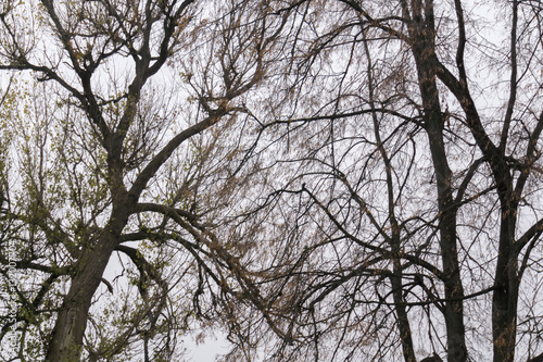 Leafless Tree Branches