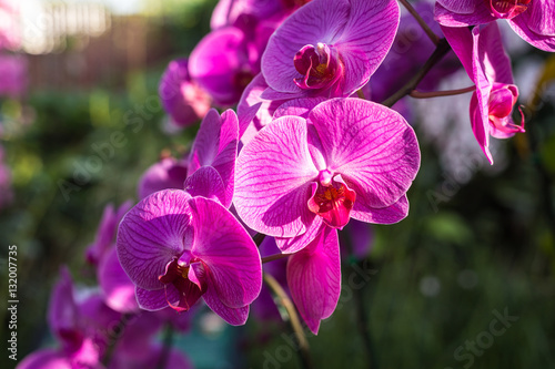 Beautiful orchid in public garden