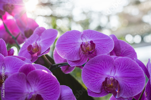 Beautiful orchid in public garden