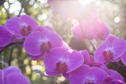 Beautiful orchid in public garden