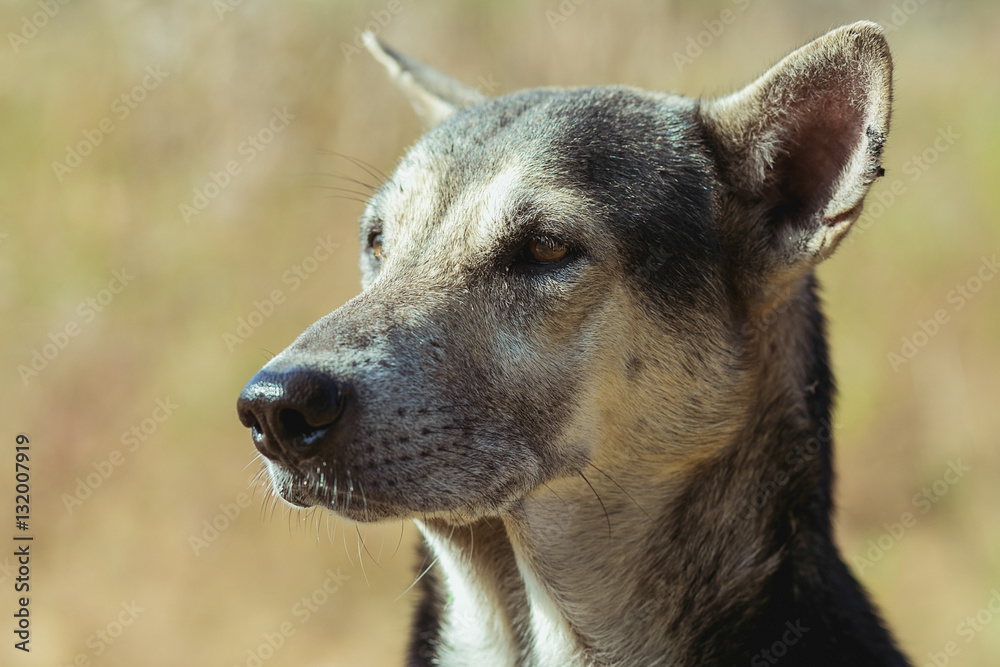 Fototapeta premium straydog