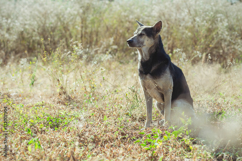 straydog