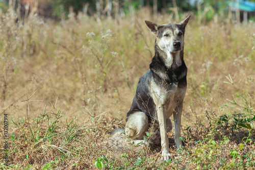 straydog