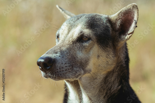 straydog