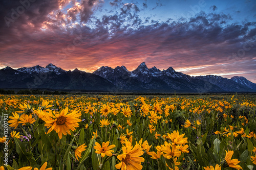 Grand Tetons and wildflowers at sunset