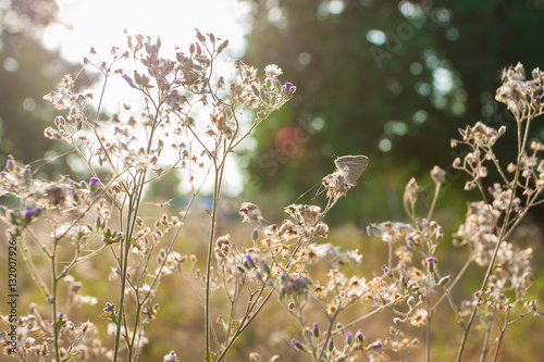 Grass evening light