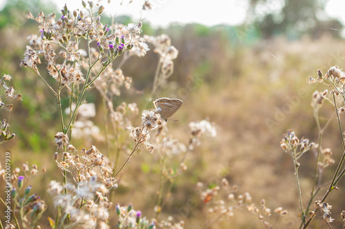 Grass evening light