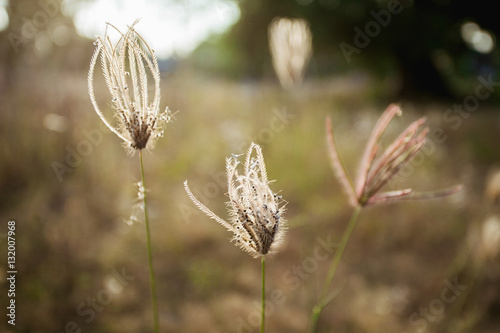 Grass evening light