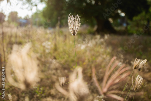 Grass evening light