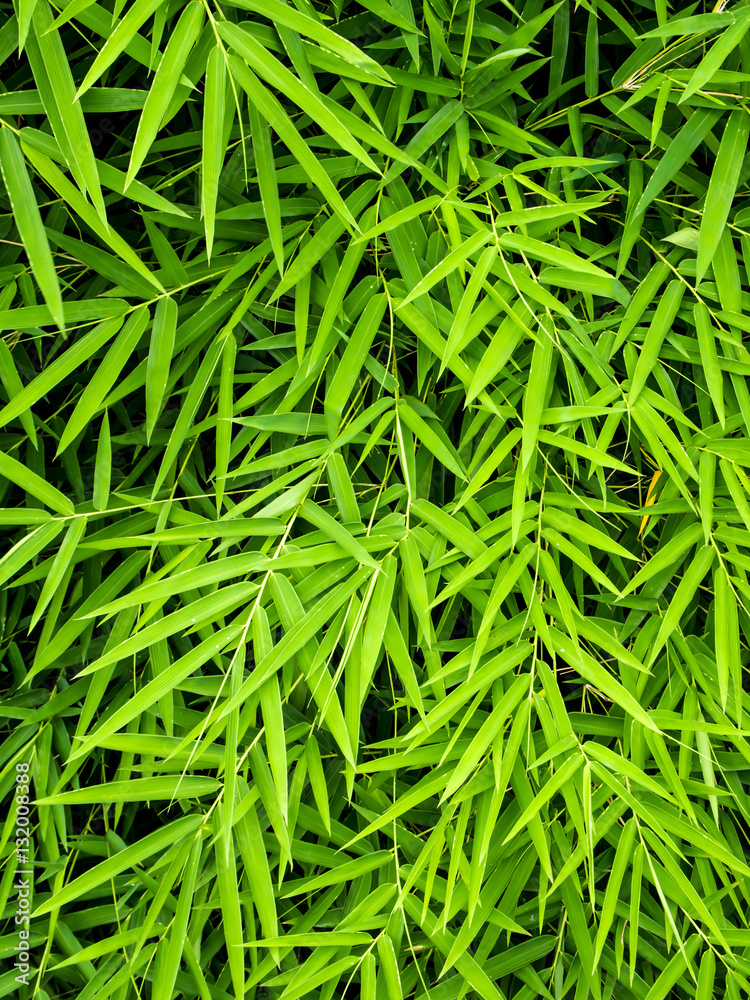 Vivid green color of bamboo leaf Vivid green color of bamboo leaf