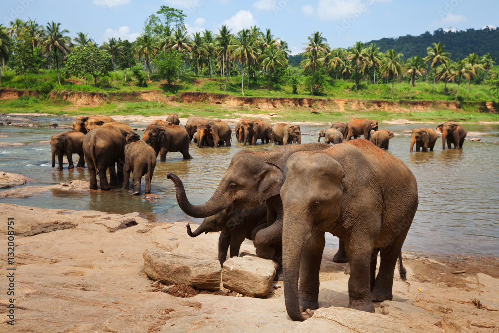 Naklejka premium Elephants on Sri Lanka