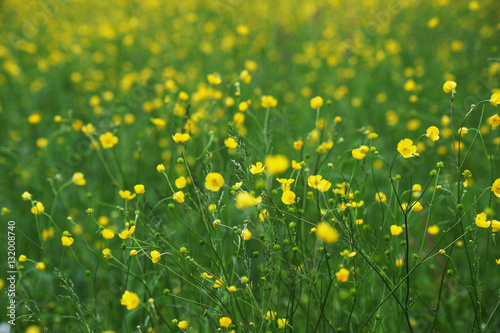 Meadow with small yellow flowers.