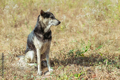 stray dog