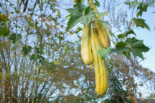 zucchini