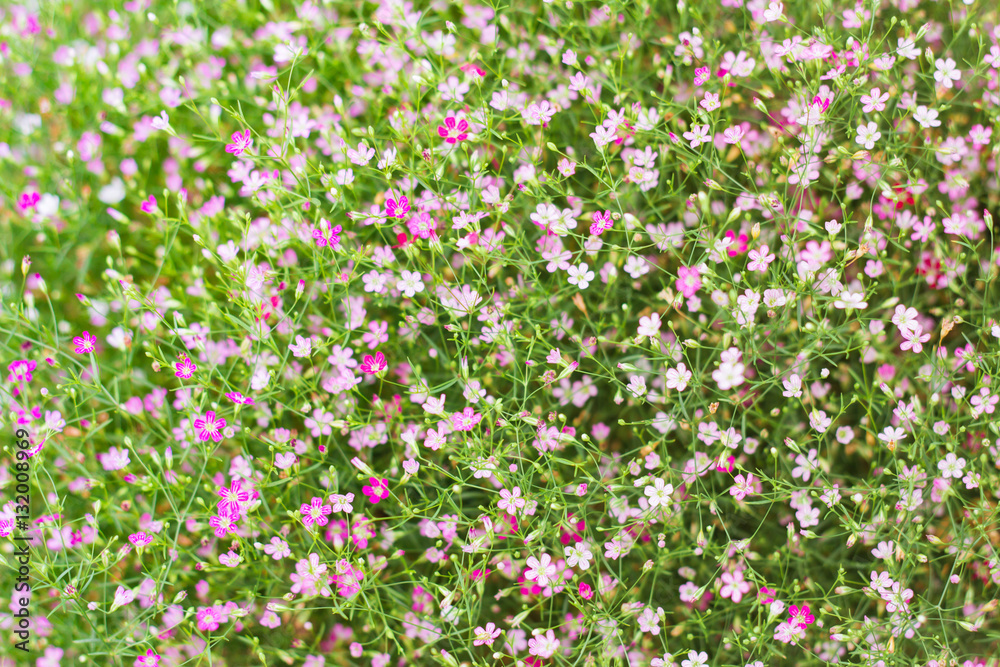 Mixed flowers colorful Mixed flowers colorful