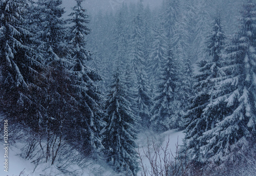 Winter forest © Galyna Andrushko