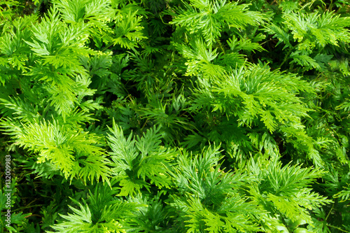 Freshness green of Selaginella involvens fern