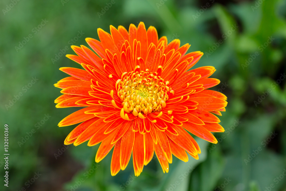 beautiful orange gerbera grow in the garden beautiful orange gerbera grow in the garden