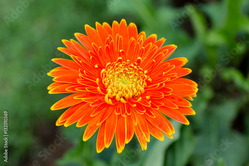beautiful orange gerbera grow in the garden