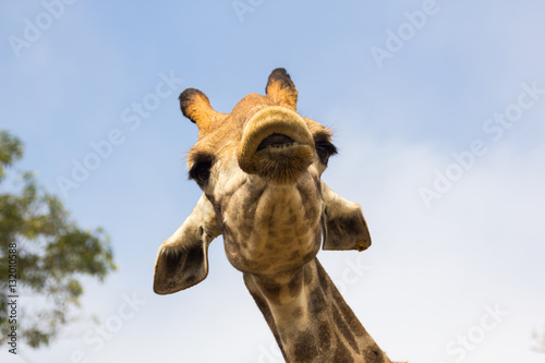 the giraffe head close up in the zoo
