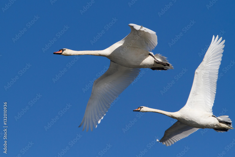 Mute Swan (Cygnus olor) in flight Mute Swan (Cygnus olor) in flight