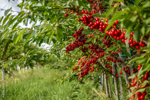 Working in the cherry orchard. Inside of a covered orchard.