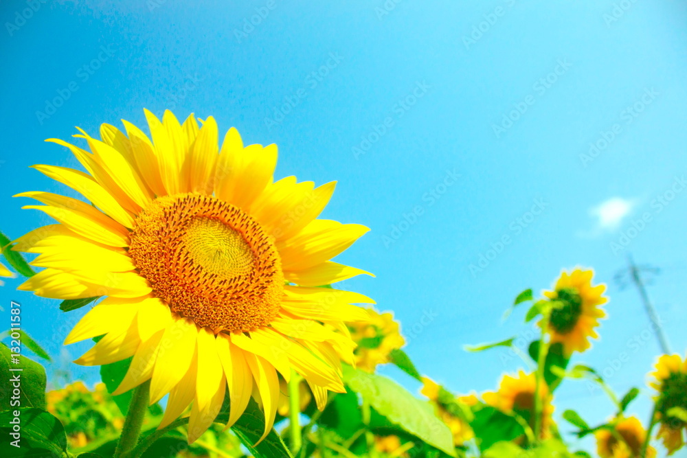 Fototapeta premium ヒマワリ(神奈川県座間市のサンフラワーフェスにて)