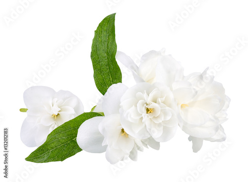 Jasmine flowers isolated on white