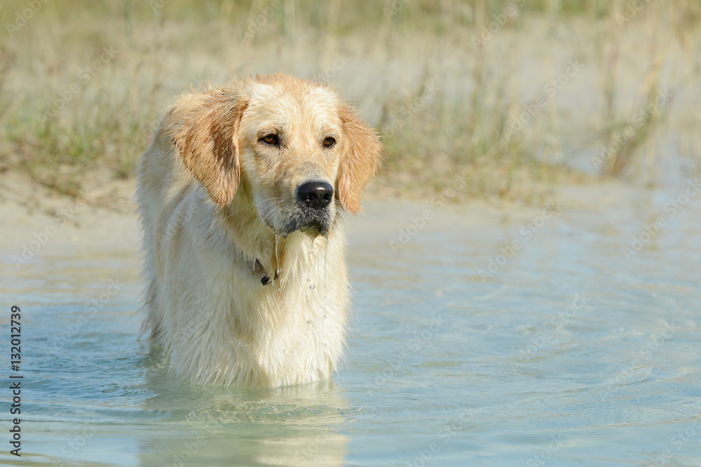 dog golden retriever standing in the lake and looking dog golden retriever standing in the lake and looking