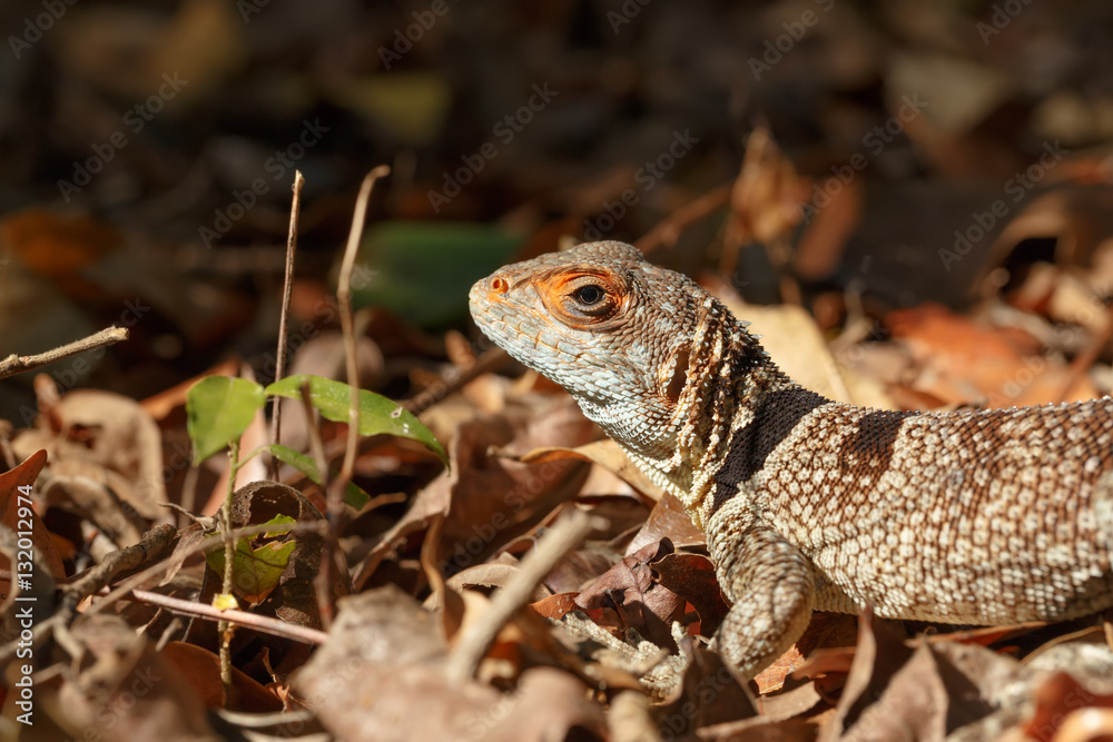 collared iguanid lizard, madagascar collared iguanid lizard, madagascar
