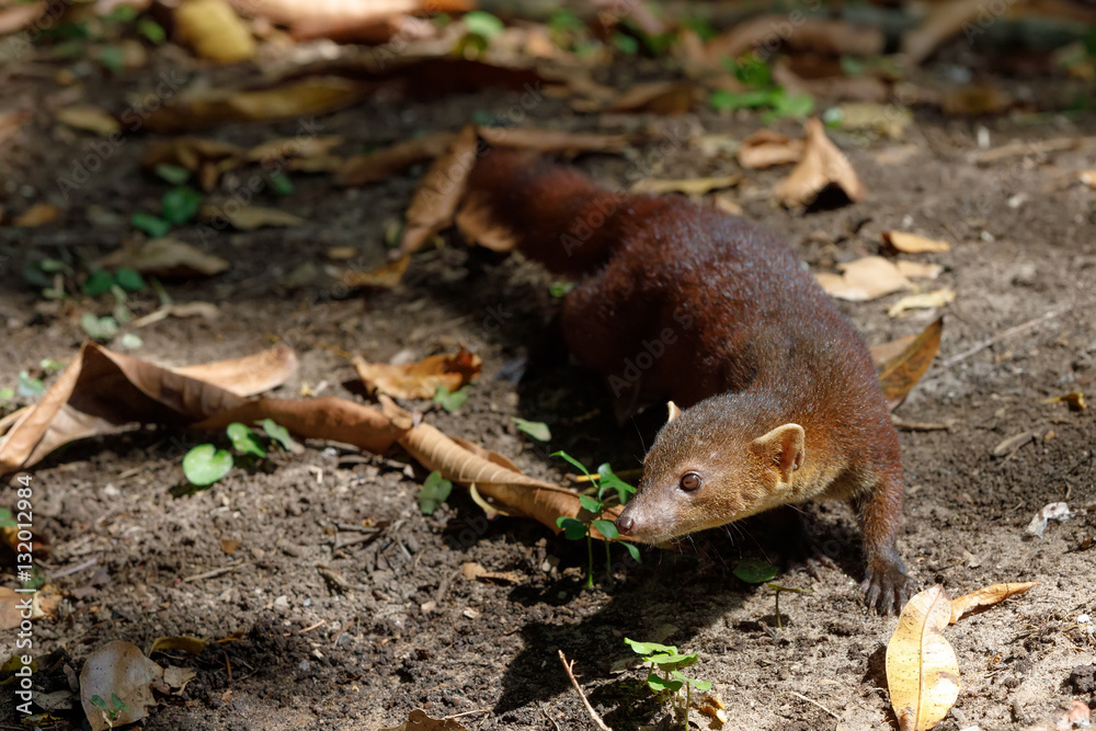 Obraz premium Ring-tailed mongoose (Galidia elegans) Madagascar