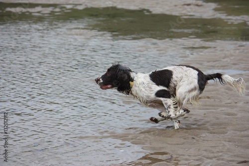Very cute liver and white working english springer spaniel pet 