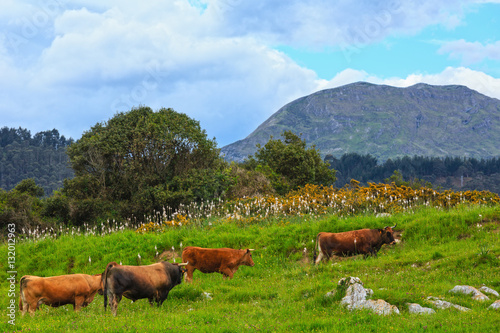 Cow herd on summer hill.