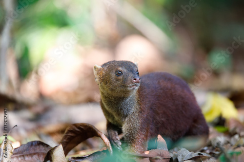 Ring-tailed mongoose (Galidia elegans) Madagascar photo