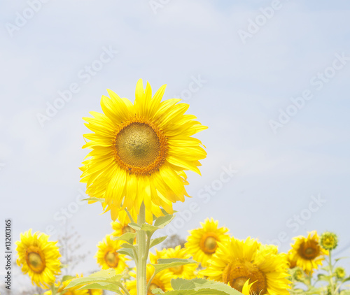 sunflower