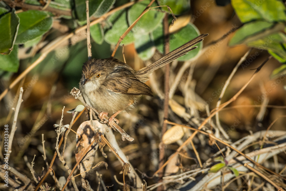 Fototapeta premium Graceful Prinia, a small bird among the shrubs
