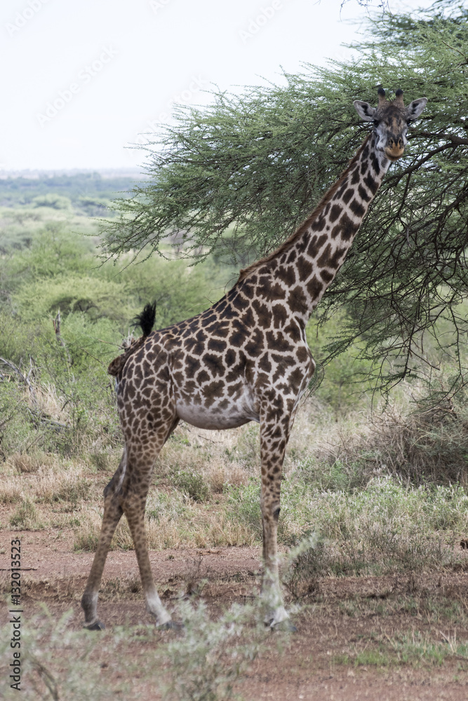 Giraffe in Tanzania Giraffe in Tanzania