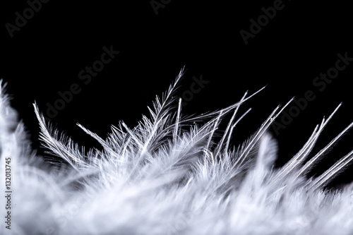 Feather super  macro texture isolated black background